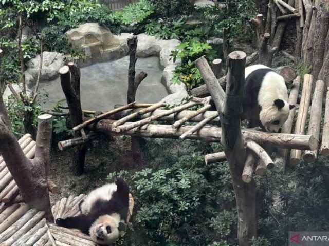 Mengunjungi rumah para panda nan menggemaskan di Chengdu