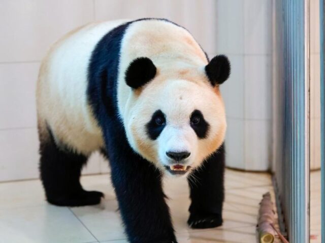 Melihat keseharian Fu Bao, panda kelahiran Korsel yang pulang ke China
