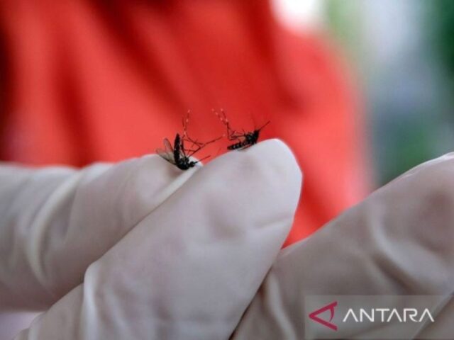 Perbedaan nyamuk aedes aegypti dan aedes albopictus penyebab DBD