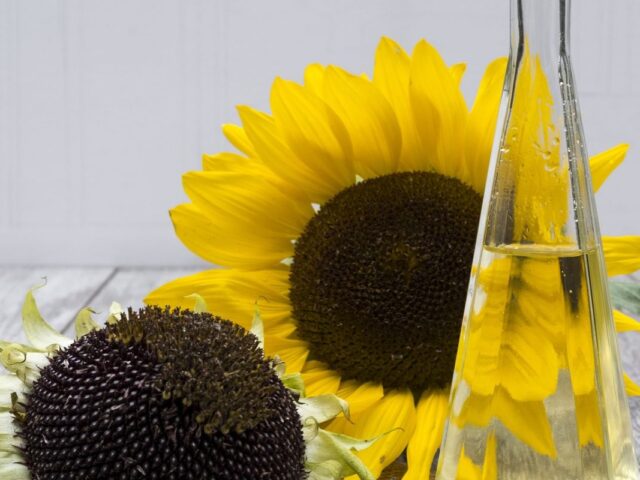 Minyak biji bunga matahari, manfaatnya bagi kesehatan dan kecantikan