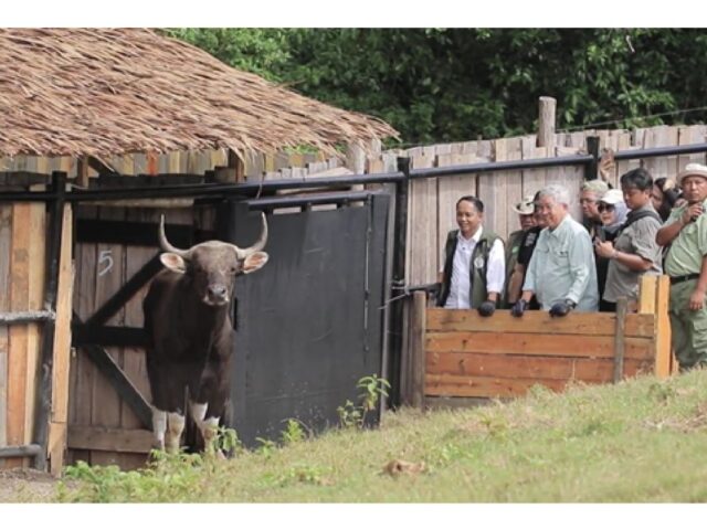 Taman Safari Indonesia dukung konservasi berkelanjutan banteng Jawa